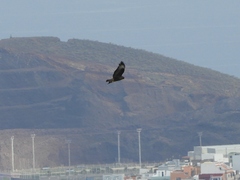 Buteo buteo insularum