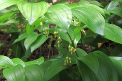 Polygonatum latifolium