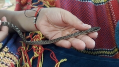 Leptodeira ashmeadii