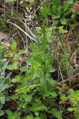 Scabiosa praemontana