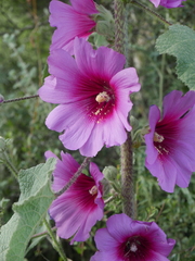 Alcea setosa