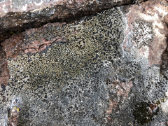 Rhizocarpon geminatum