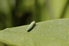 Draeculacephala balli