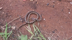 Leptodeira ashmeadii