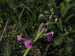 Pedicularis gyroflexa