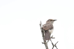 Mimus polyglottos image