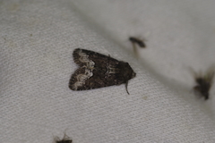 Oligia strigilis