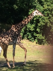 Giraffa