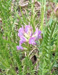 Oxytropis borealis