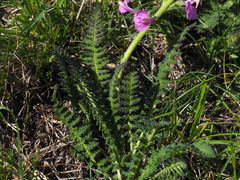 Pedicularis gyroflexa