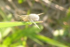 Larinia borealis