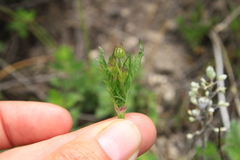 Scabiosa praemontana