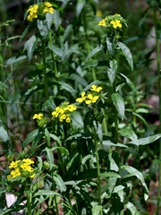 Erysimum odoratum