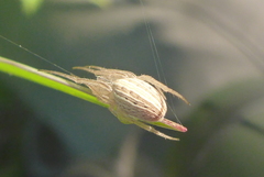 Larinia borealis
