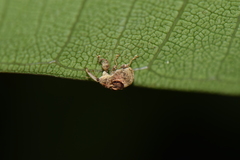 Achia adusta