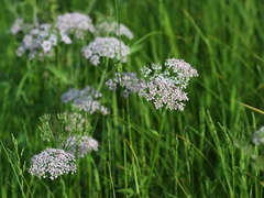 Chaerophyllum hirsutum