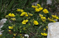 Potentilla crantzii