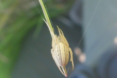 Larinia borealis