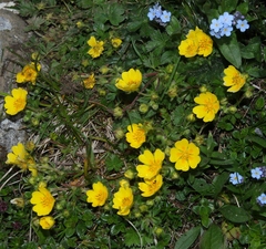 Potentilla crantzii