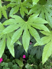 Fatsia