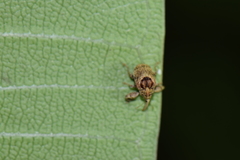 Achia adusta