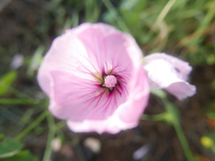 Malva trimestris