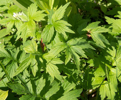 Hydrophyllum fendleri