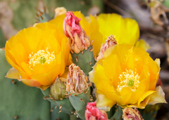 Opuntia pyrocarpa