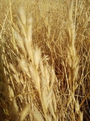 Bromus lanceolatus