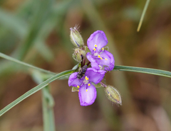 Acmaeodera