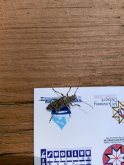 Anthophylax attenuatus