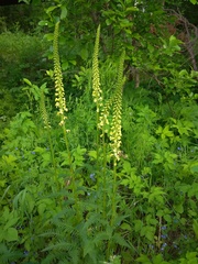 Pedicularis incarnata