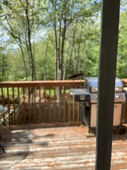 Anthophylax attenuatus