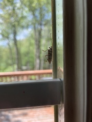 Anthophylax attenuatus