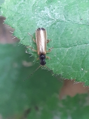 Rhagonycha lignosa