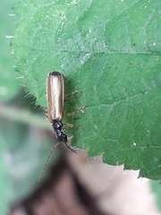 Rhagonycha lignosa