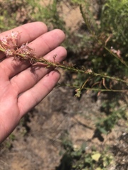 Oenothera cinerea cinerea