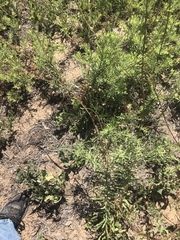 Oenothera cinerea cinerea