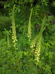 Pedicularis incarnata