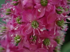 Phytolacca polyandra