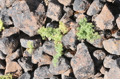 Lomatium minus