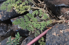 Lomatium minus