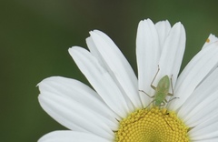 Adelphocoris lineolatus