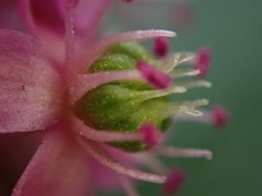 Phytolacca polyandra
