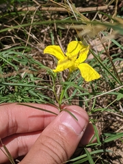 Oenothera serrulata