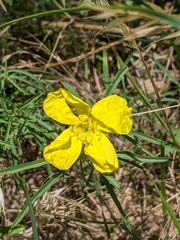 Oenothera serrulata