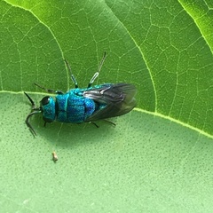 Chrysis smaragdula