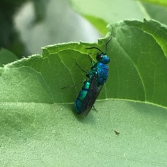 Chrysis smaragdula
