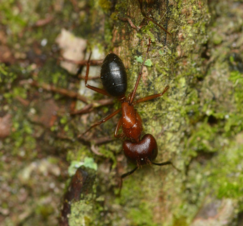 Florida Carpenter Ant