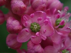 Phytolacca polyandra